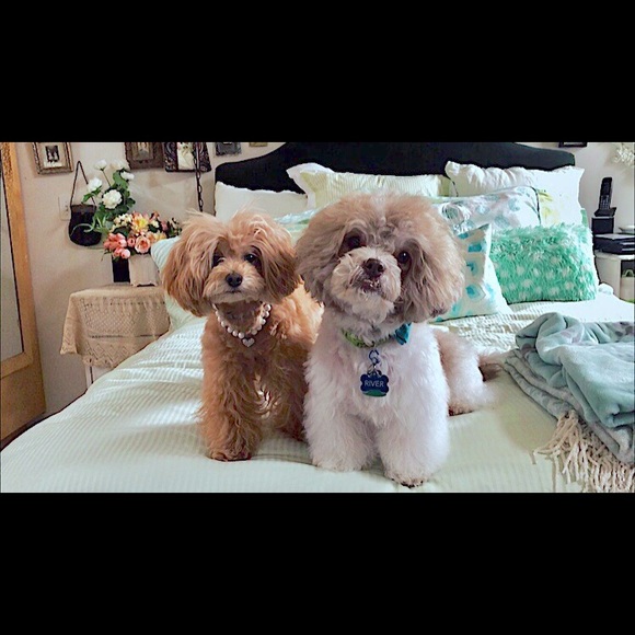 Meet your Posher, Aurora - Picture 3 of 8